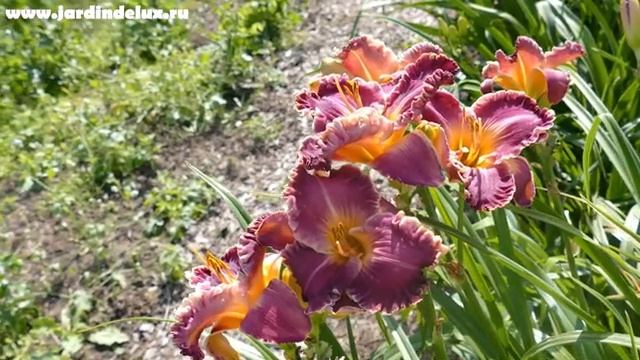Цветение сортового лилейника DESIDERATA в саду www.jardindelux.ru смотреть онлайн