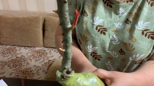 Посылка с розами из Подворья и другие приобретения. смотреть онлайн