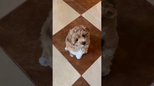 Щенок мальтипу Ф1 #мальтипу#мальтипуф1#щенокмальтипу#продажащенков#астрахань смотреть онлайн