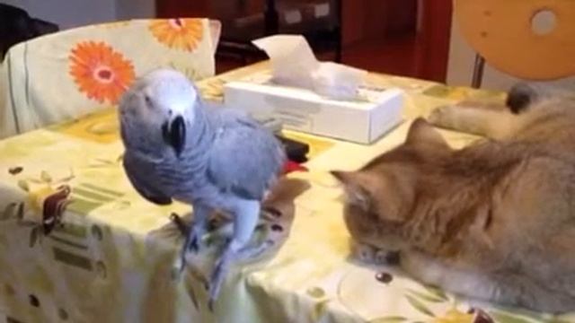 Гера посрала... смотреть онлайн