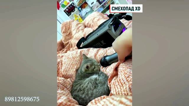 Смешные видосики про животных 2024 ТОП смотреть онлайн