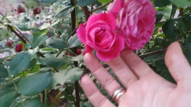 Три сорта роз, зимующих на 5+ в нашем регионе?3. Alexander MacKenzie смотреть онлайн