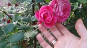 Три сорта роз, зимующих на 5+ в нашем регионе?3. Alexander MacKenzie