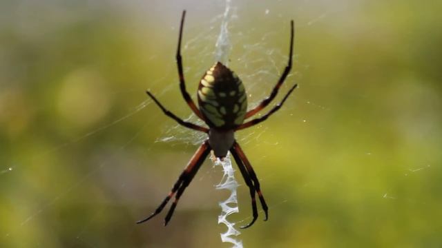 Huge Spider Canon T2i (550D) Video Test ! смотреть онлайн