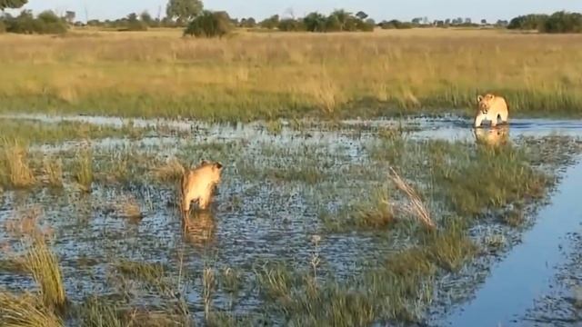 Wild Dogs Take Revenge on a Lioness and Her Cub смотреть онлайн
