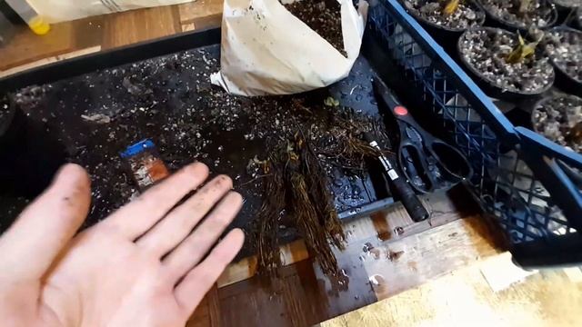 ☀️Готовимся к лету, высаживаем фриго клубники в ситиферме. смотреть онлайн
