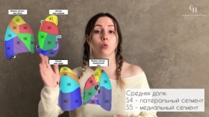 Сегменты легкого | Анатомия