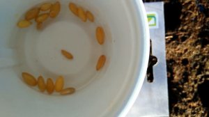 04.04.23 Посев арбуз Огонек,дыня Алтайская