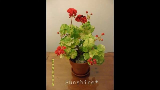 32.Rushmoor Golden Rosebud 2 러쉬무어 골든로즈버드 Pelargonium смотреть онлайн