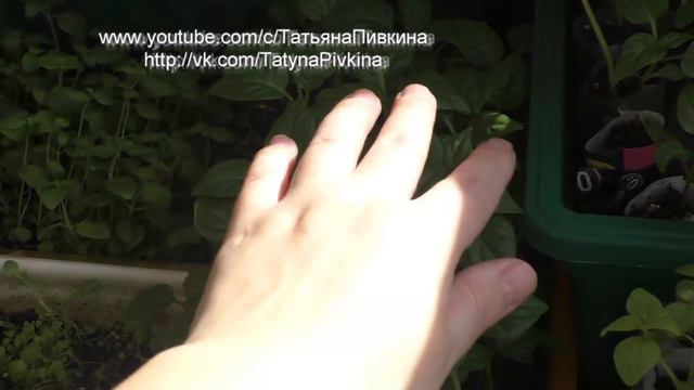 #Перцы, за 3 недели до высадки. 17 апреля 2016 год смотреть онлайн