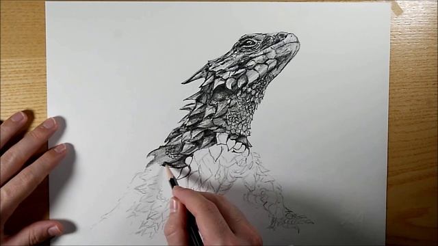 Drawing: Giant girdled lizard (Smaug giganteus / Cordylus giganteus) смотреть онлайн