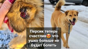 Персику НАКОНЕЦ-ТО сняли БИРКУ в Котидом ставят  окна, двери. Цаца напала на ЧунюДо конца