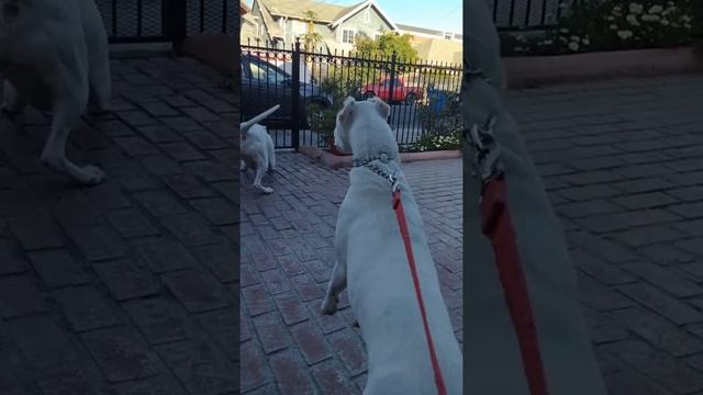 DOGO VS. GREAT DANE ???? смотреть онлайн