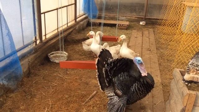 Индюшки и гуси начали нестись смотреть онлайн
