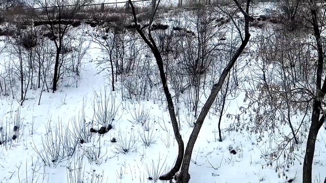 Оренбург. Восточная часть набережной Урала 5. 01. 23. Видео Виктор Поживин смотреть онлайн