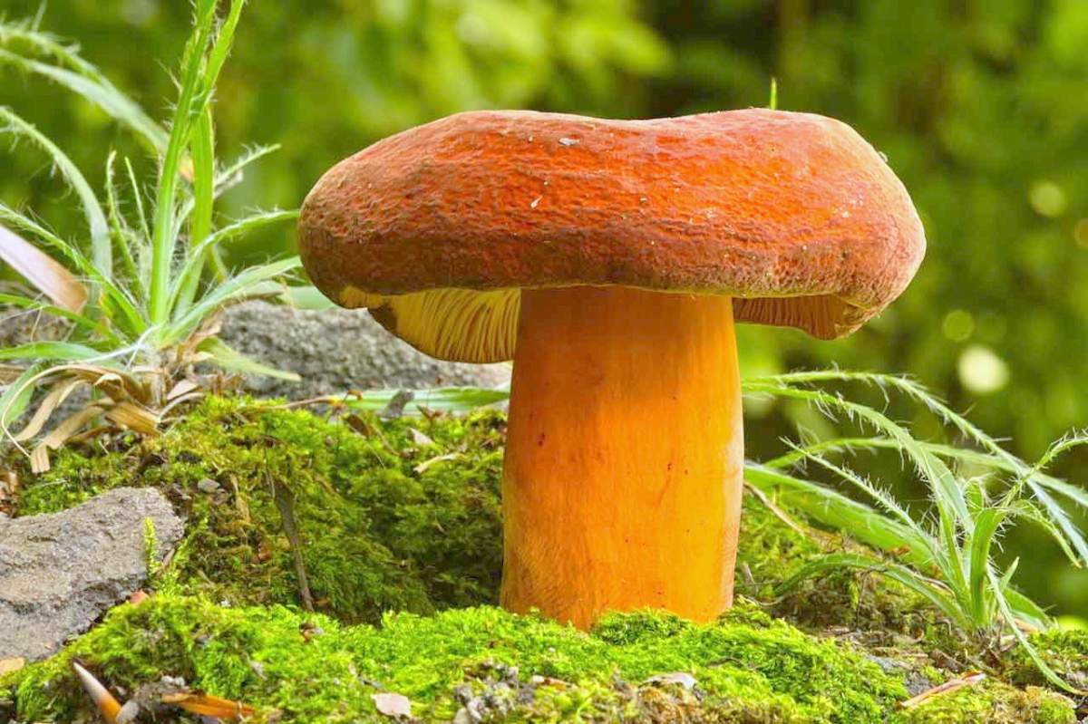 ГРИБНИК ПОДМОСКОВЬЯ