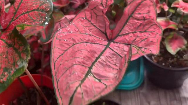 Caladiums Dois Tipos Diferentes ( Caladium Festivia  & Spring Fling)