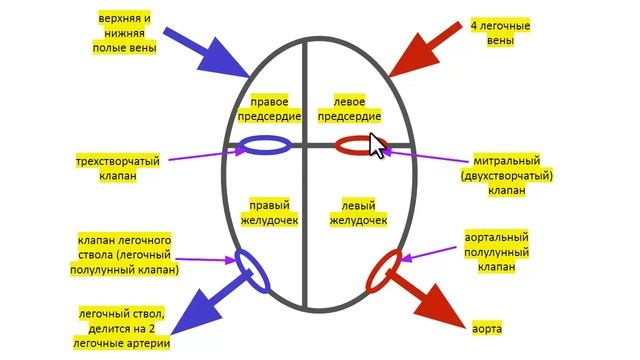 Строение сердца человека, круги кровообращения смотреть онлайн