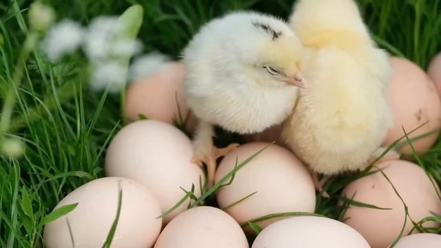 Видеоролик для 5-7 класса разговоры о важном 6 февраля 2023 День российской науки смотреть онлайн