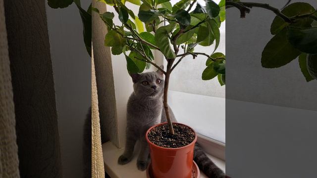 Британский кот 🐱 Томас 5 месяцев смотреть онлайн