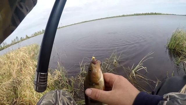 Сплав через цепь озёр к заветному ручью! Язь, окунь на поплавок ! Щука на спиннинг! смотреть онлайн