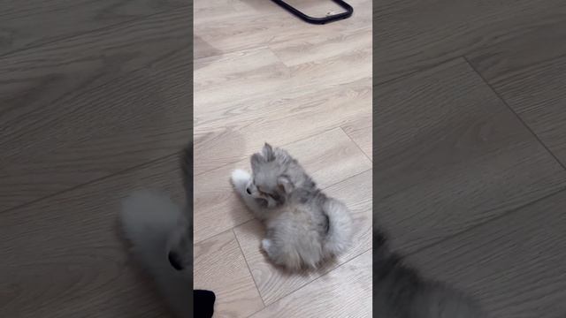 Кто кого учит?) #помски #хаски #минихаски #шпиц #щенок #cute #baby #pomsky #smalldog #pomskypuppy смотреть онлайн