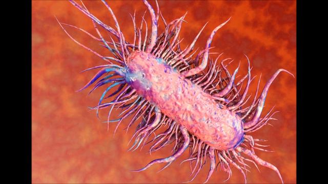 Escherichia Coli