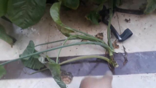 Syngonium Plant Care And Grow /propagation Arrowhead Plant