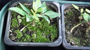 Посев эводии даниэля