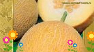 Дыня Нектарин (Дыня Nektarin). Краткий обзор, описание характеристик, где купить семена Nektarin