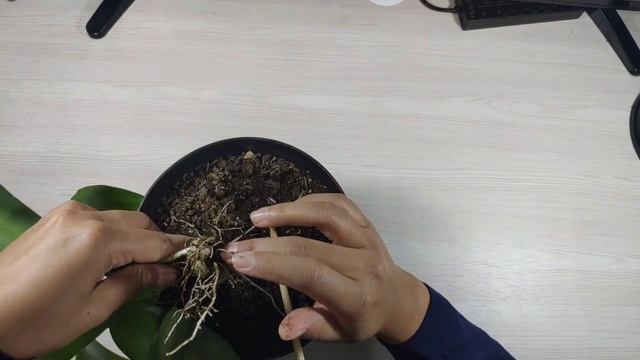 Drimiopsis Kirki & Drimiopsis Maculata | PlantVlog#3