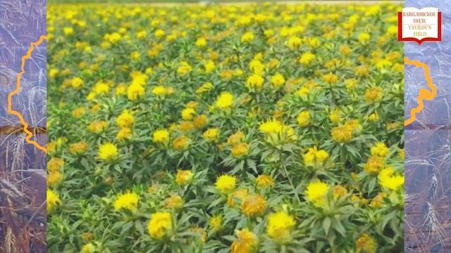 ВОЛШЕБНАЯ СИЛА СОРГО! ФГБНУ РосНИИСК “Россорго”«ДОСТОЯНИЕ ГУБЕРНИИ» Часть 2 смотреть онлайн