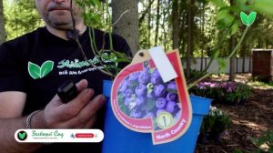 Голубика «Норт Кантри», ориг. название «North Country»