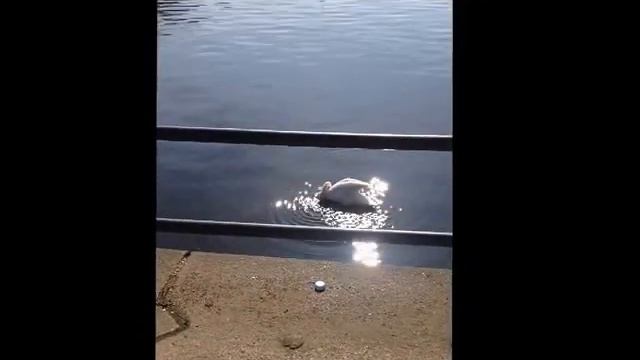 лебедь.Schwan in Hamburg Alster Jungfernstig Qu qushu смотреть онлайн