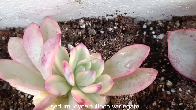 seramdaki veriagate sukulentler #succulent #sukulent смотреть онлайн