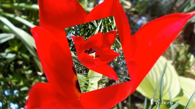 Сегодня так солнечно в сердце моем! Поздние сорта тюльпанов...Мой сад ...Музыка Сергея Чекалина смотреть онлайн