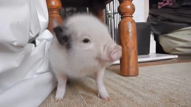 Эпичный тверк, лучше всяких девушек! смотреть онлайн