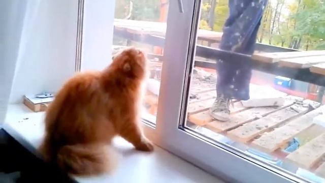 Сторожевой кот. cat really hates. смотреть онлайн