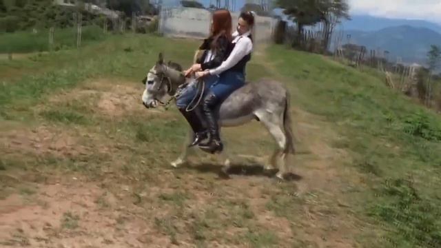 Doble corto donkey смотреть онлайн