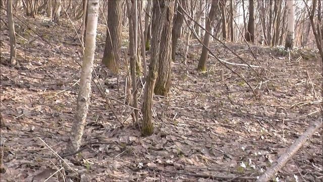 Подснежники в Кузбассе смотреть онлайн