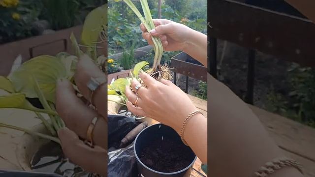 Посадка хост в горшки... смотреть онлайн