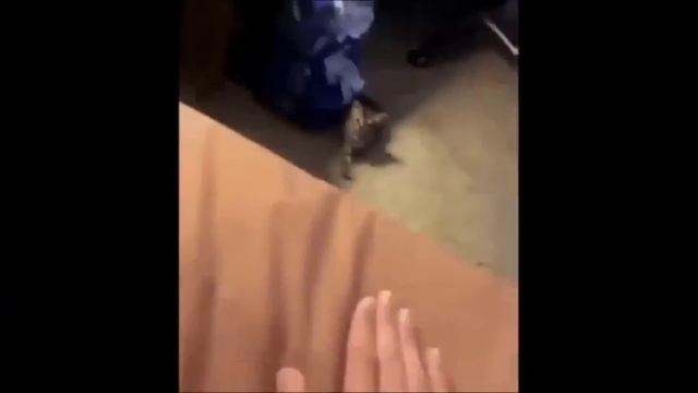 Бгг от Bessa смотреть онлайн