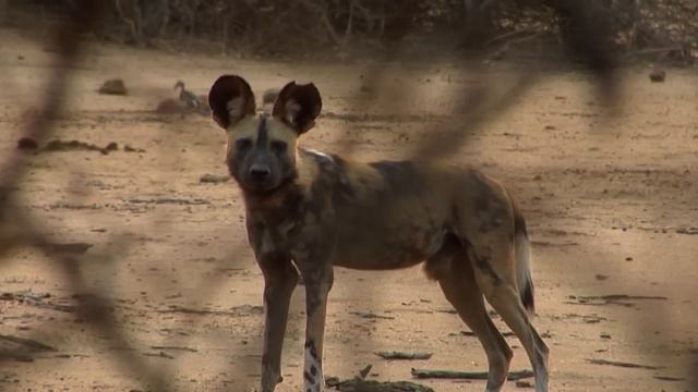 The Most Successful Hunter In Africa | Wild Dogs Documentary | Real Wild смотреть онлайн