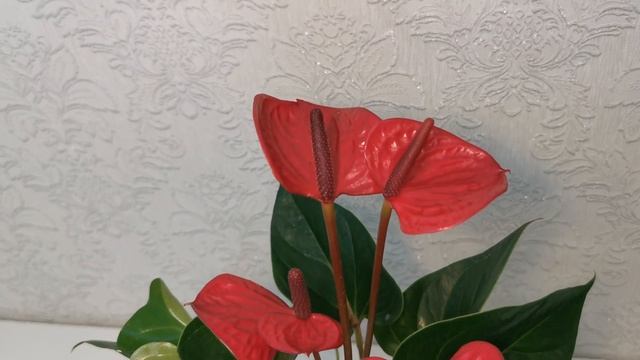 #ЦветыВместе Антуриум Липстик Ред Anthurium Lipstick Red 12/40 смотреть онлайн