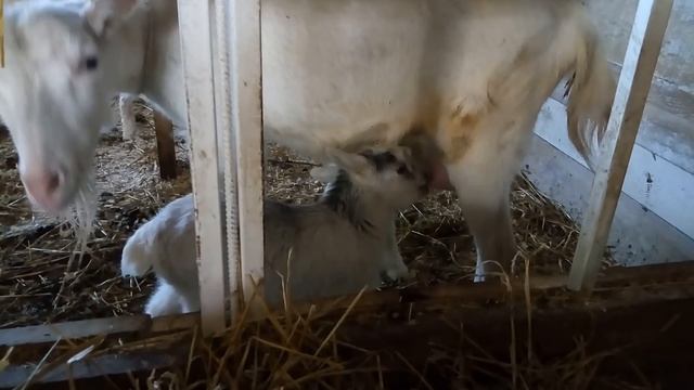 Малявки сосут молоко)