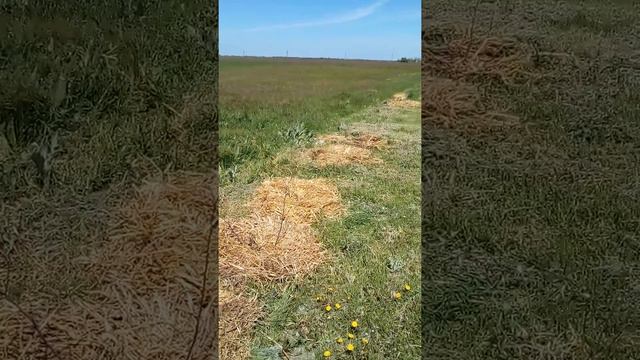 Мульчирую сажанци соломой,живая изгородь вдоль дороги. смотреть онлайн