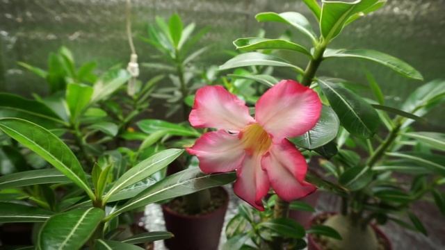 Адениум зацвел в 7 месяцев смотреть онлайн