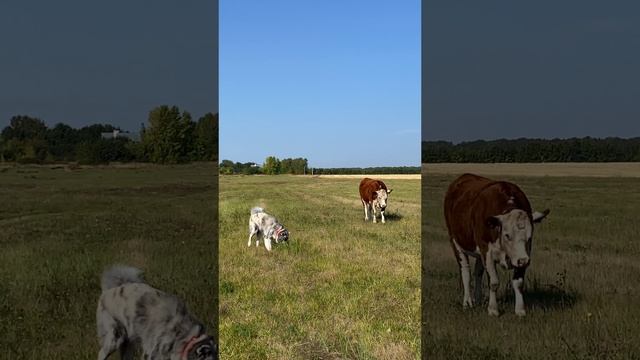 Знакомый бык смотреть онлайн