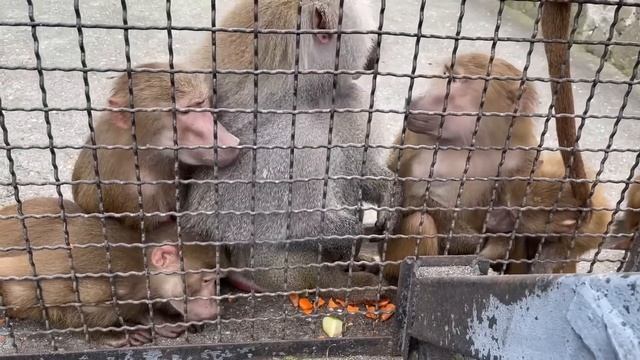 Людям нельзя ВМЕШИВАТЬСЯ в разборки и кормление гамадрилов! Не правильный шаг-ГРОЗНОЕ НАКАЗАНИЕ! смотреть онлайн
