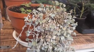 НЕ ПОВТОРЯЙТЕ моих ошибок в выращивании ДИХОНДРЫ! Подкормки, полив, размножение, зимовка дихондры